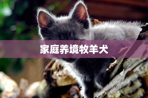 家庭養境牧羊犬