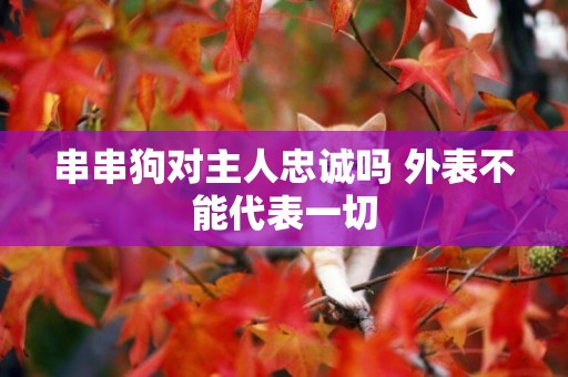 串串狗對主人忠誠嗎 外表不能代表一切