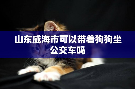山東威海市可以帶著狗狗坐公交車嗎