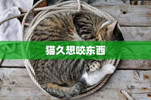 貓久想咬東西