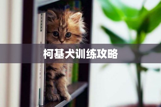 柯基犬訓練攻略