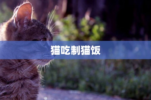 貓吃制貓飯