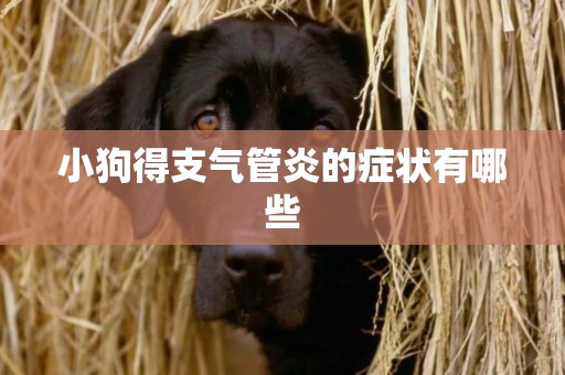 小狗得支氣管炎的癥狀有哪些
