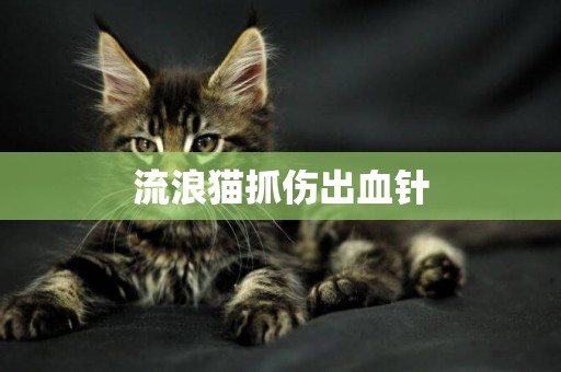 流浪貓抓傷出血針