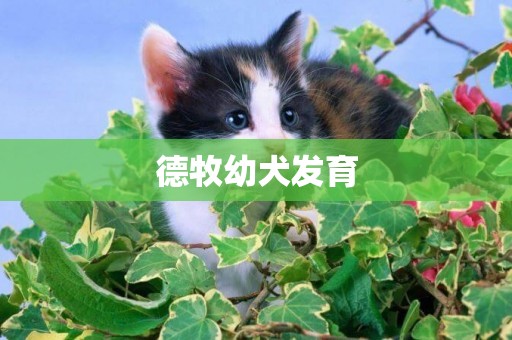 德牧幼犬發育