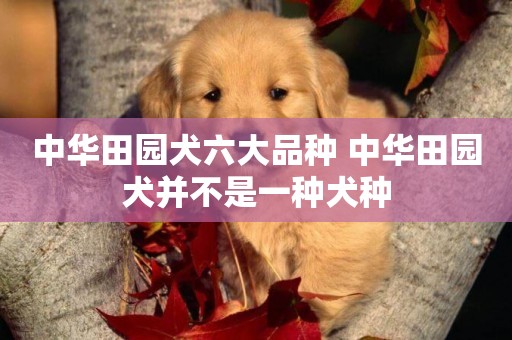 中華田園犬六大品種 中華田園犬并不是一種犬種
