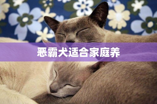 惡霸犬適合家庭養