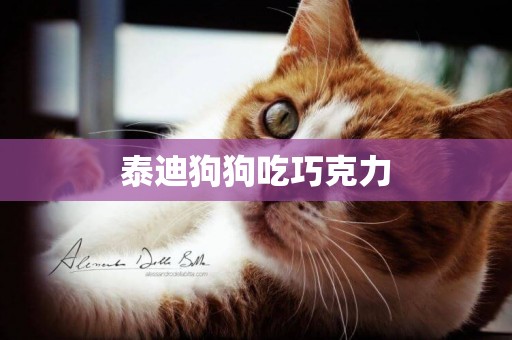 泰迪狗狗吃巧克力