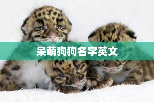 呆萌狗狗名字英文