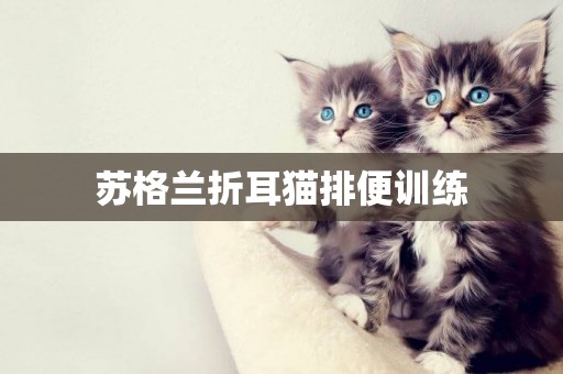 蘇格蘭折耳貓排便訓練