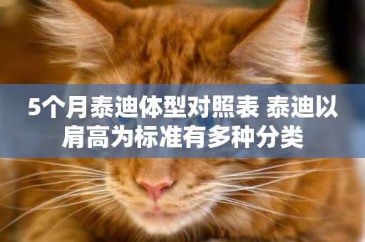 5個月泰迪體型對照表 泰迪以肩高為標準有多種分類