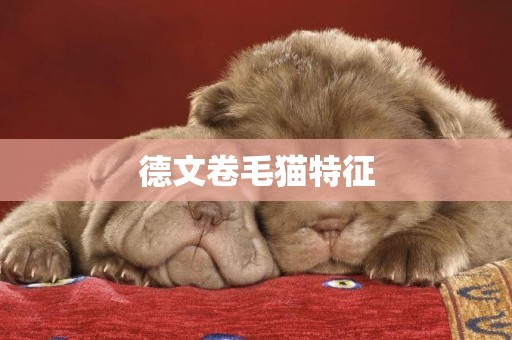 德文卷毛貓特征