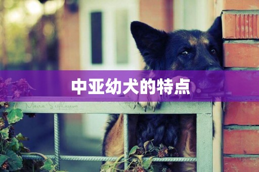 中亞幼犬的特點