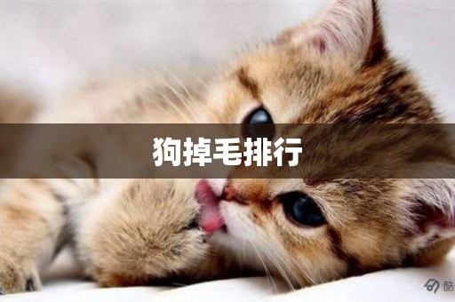 狗掉毛排行