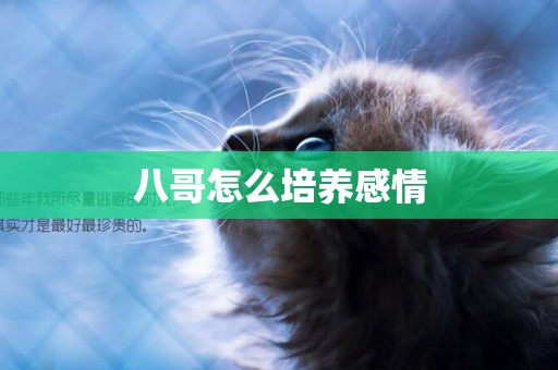 八哥怎么培養感情
