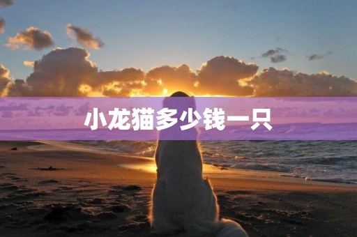 小龍貓多少錢一只