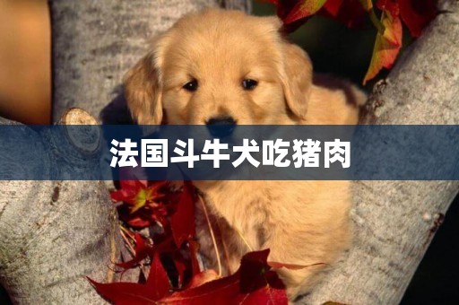 法國斗牛犬吃豬肉
