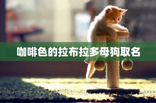咖啡色的拉布拉多母狗取名