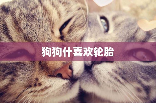狗狗什喜歡輪胎