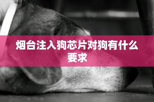 煙臺注入狗芯片對狗有什么要求