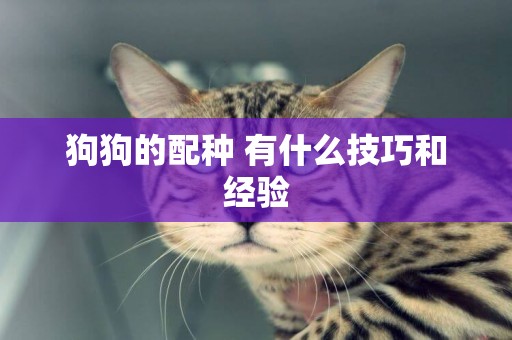 狗狗的配種 有什么技巧和經驗
