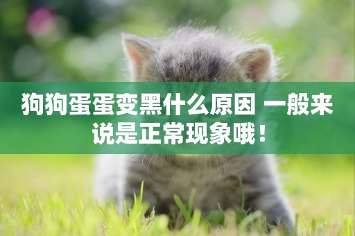 狗狗蛋蛋變黑什么原因 一般來說是正常現象哦！