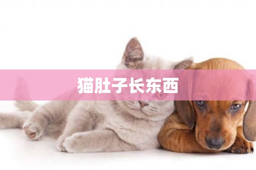 貓肚子長東西