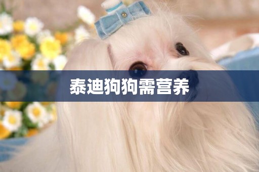 泰迪狗狗需營養