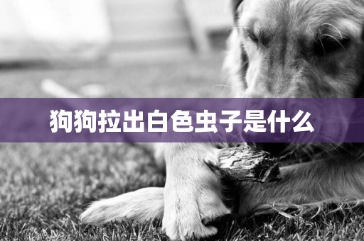 狗狗拉出白色蟲子是什么