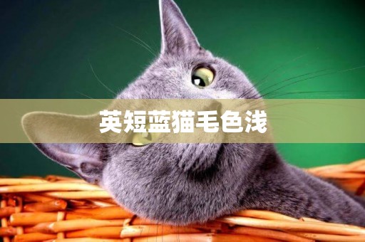 英短藍貓毛色淺