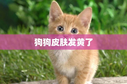 狗狗皮膚發黃了