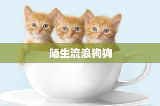 陌生流浪狗狗