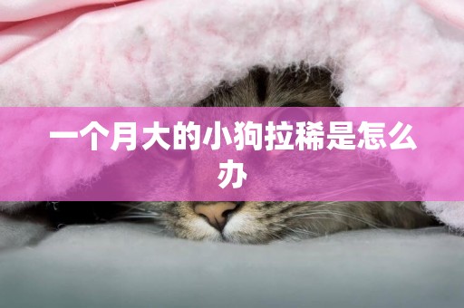 一個月大的小狗拉稀是怎么辦