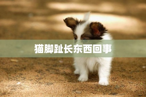 貓腳趾長東西回事