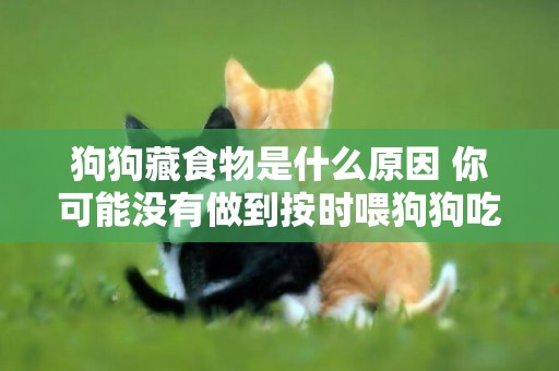 狗狗藏食物是什么原因 你可能沒有做到按時喂狗狗吃東西！