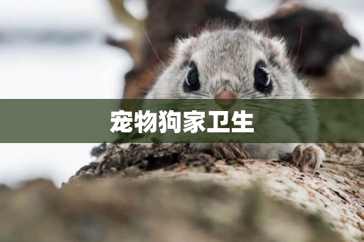 寵物狗家衛生