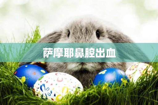 薩摩耶鼻腔出血