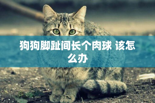 狗狗腳趾間長個肉球 該怎么辦