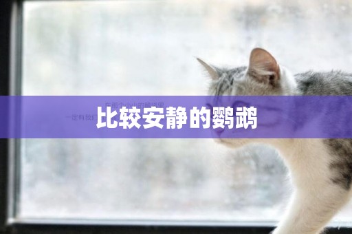 比較安靜的鸚鵡