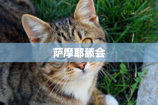 薩摩耶舔會
