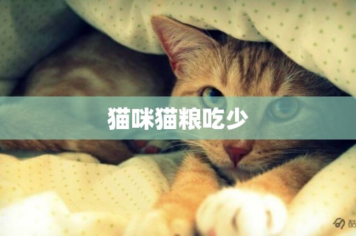 貓咪貓糧吃少