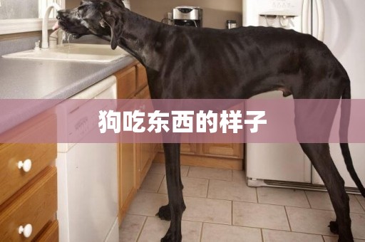 狗吃東西的樣子