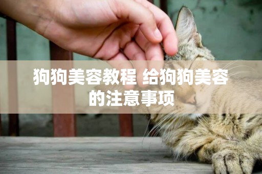 狗狗美容教程 給狗狗美容的注意事項