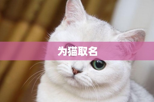 為貓取名