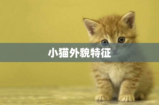 小貓外貌特征