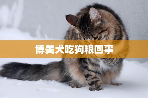 博美犬吃狗糧回事