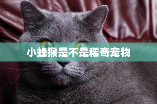 小蜂猴是不是稀奇寵物