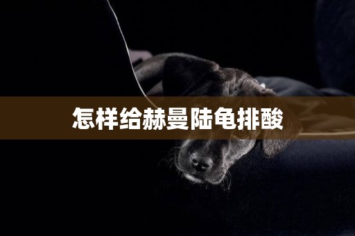 怎樣給赫曼陸龜排酸
