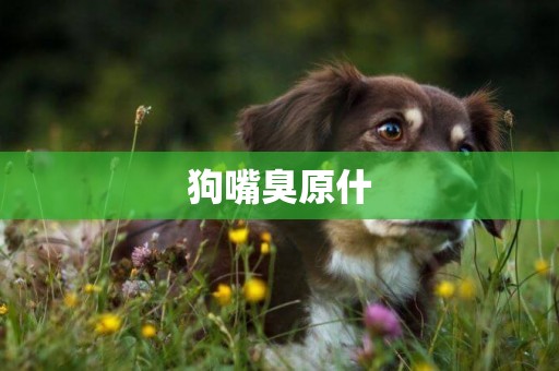 狗嘴臭原什