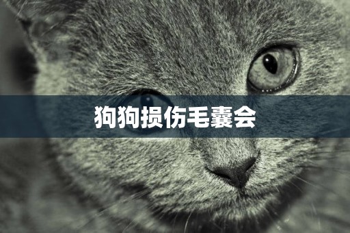 狗狗損傷毛囊會